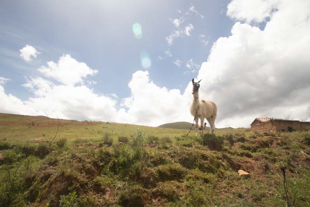 Alpaca standing on hillside with sky in background
