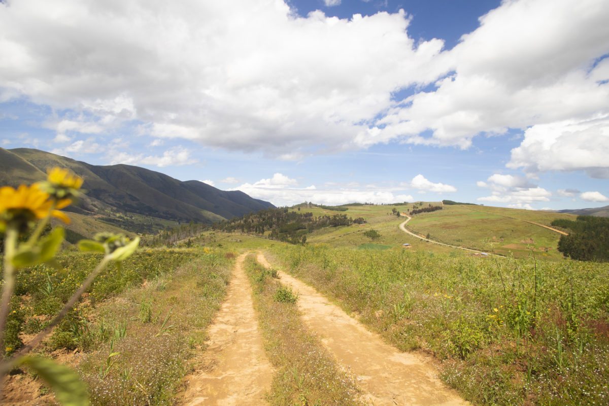 Landscape with flowers and road leading to mountain