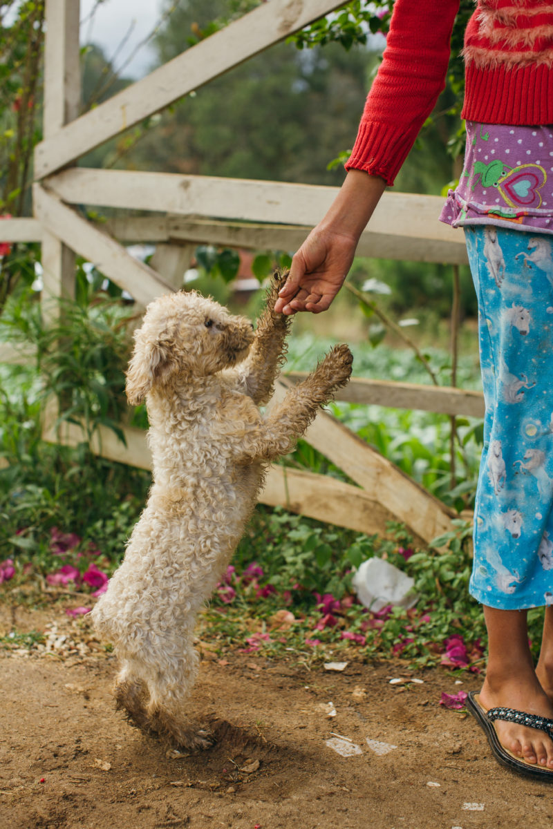 Small dog jumping