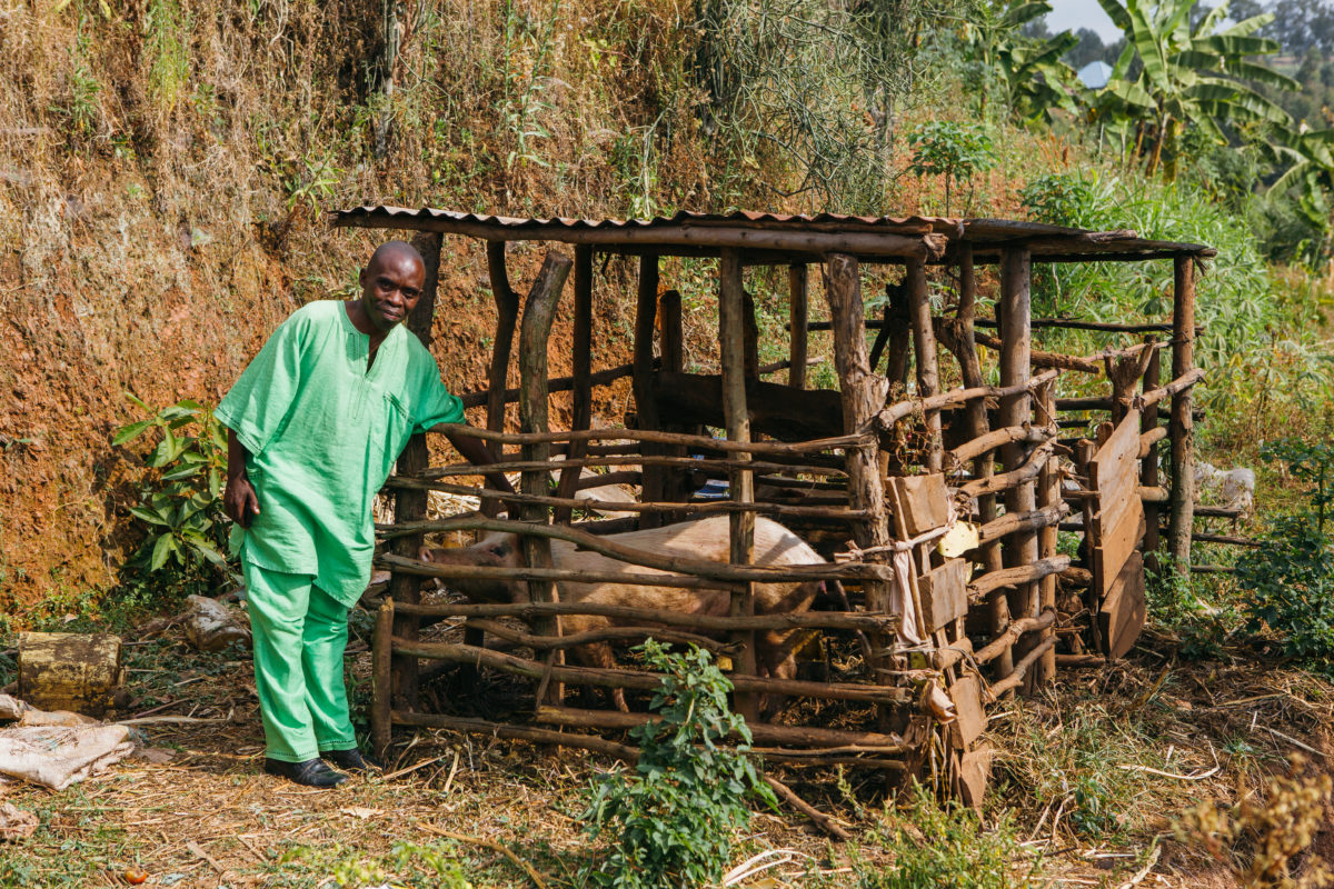 Man standing outside of wooden structure with pigs