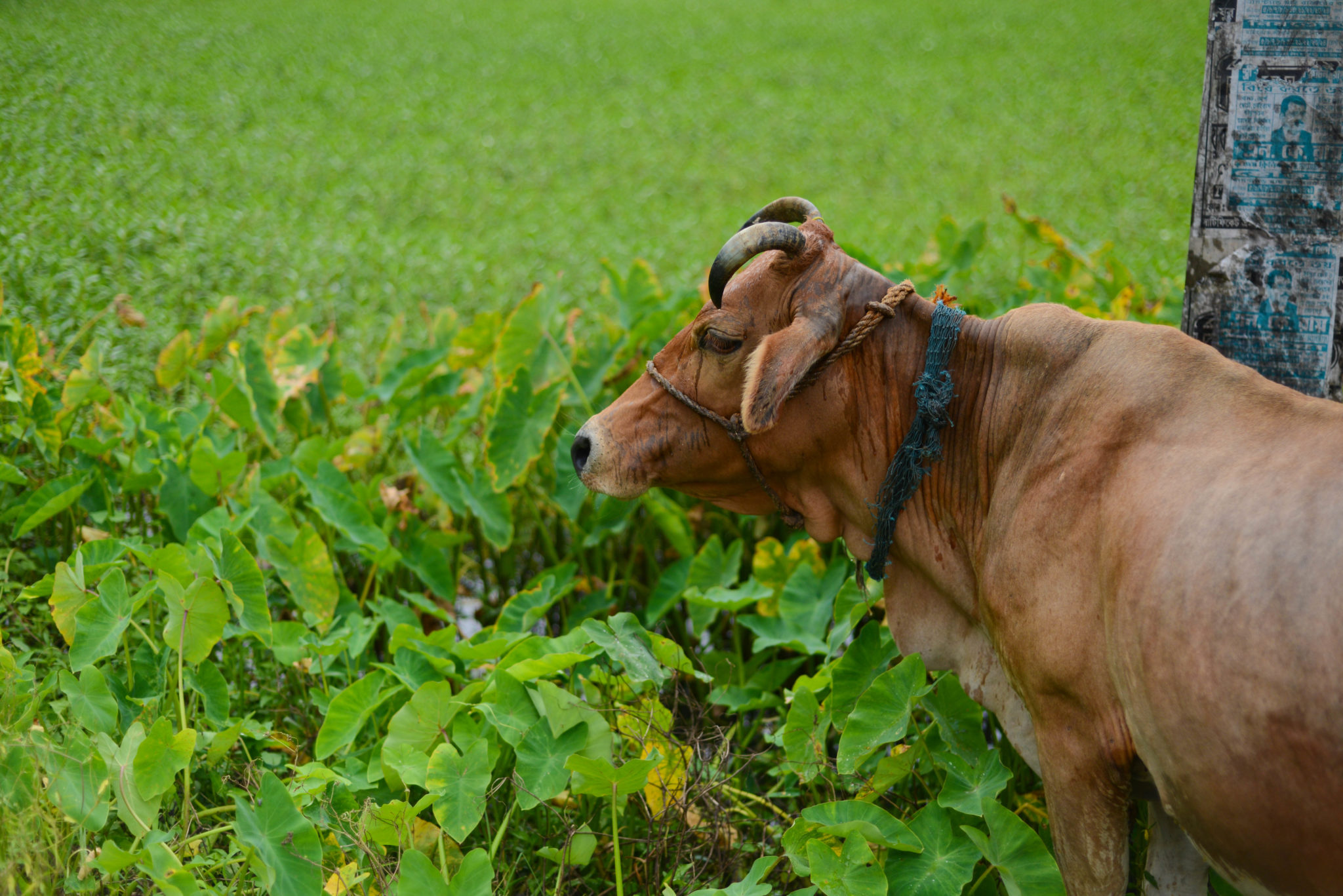 photograph of a cow with a green field in the background