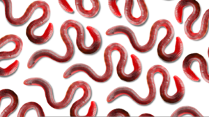 Graphic of several tiger worms