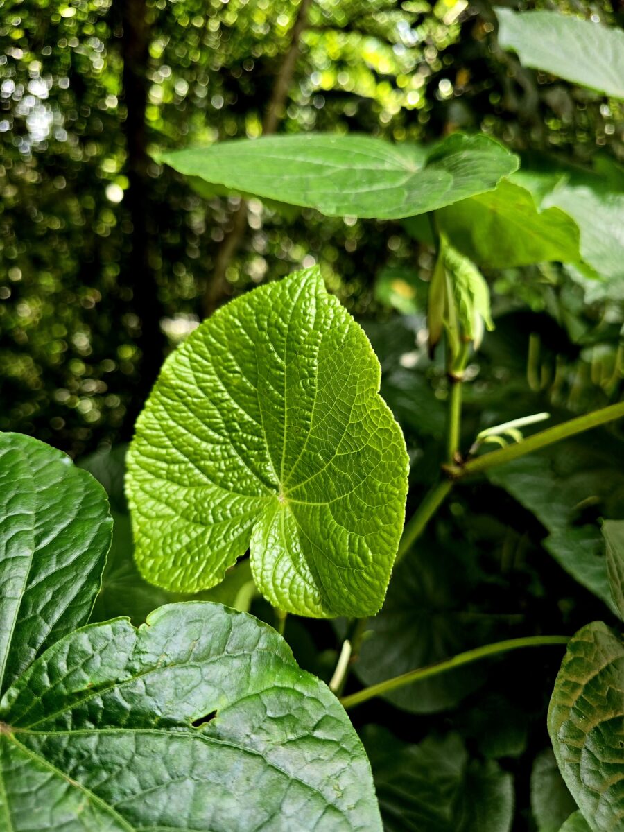 Close‑up of broad green leaves growing in a forest understory at the Kibale National Park