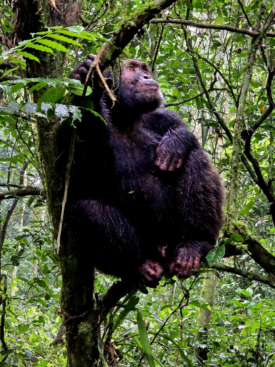 Chimpanzee sitting on a tree branch in dense green forest at the Kibale National Park, Uganda