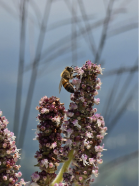 Close‑up of a bee perched on small purple flowers against a soft, natural background.