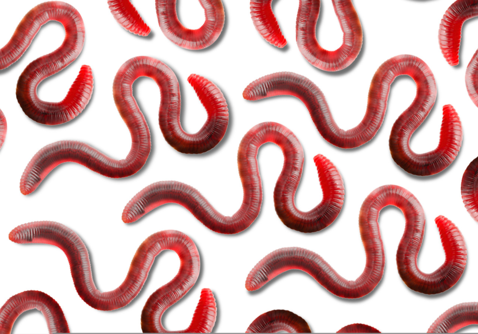 Graphic of several tiger worms