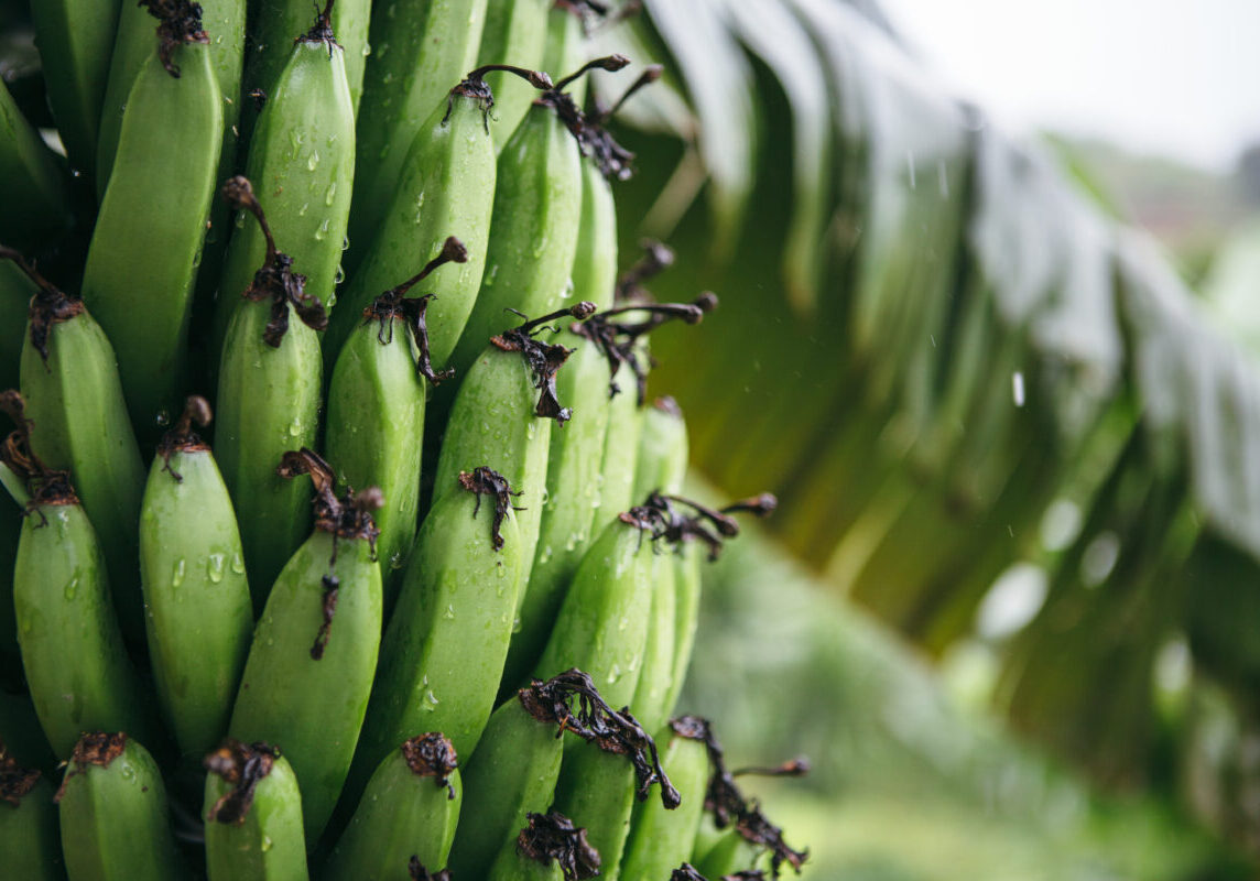 Musenge_Day_1_PumpOperator_Rwanda_2016_bananas