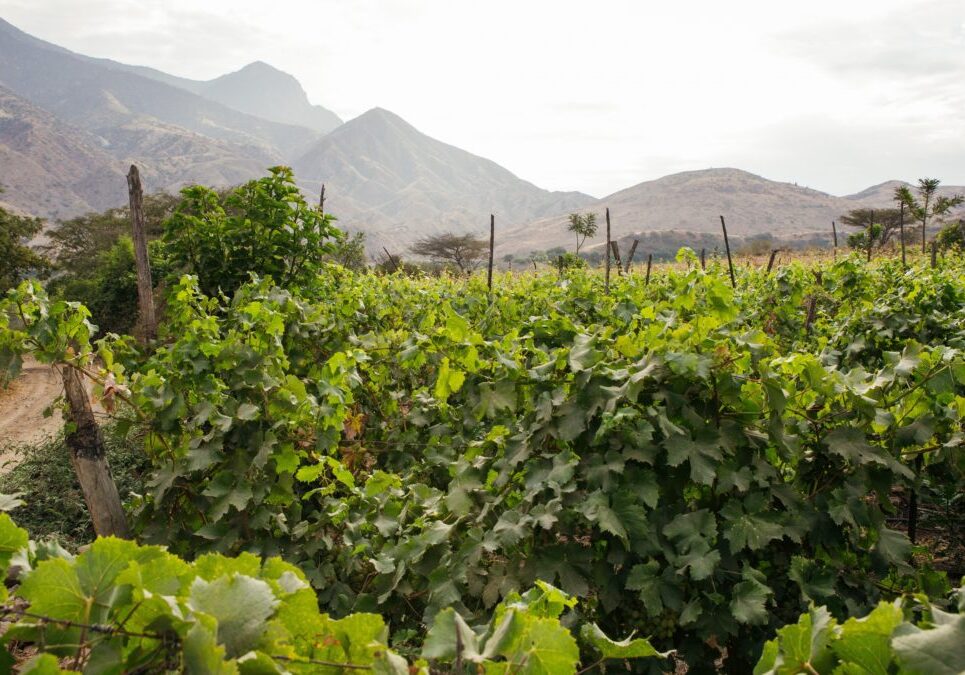 Peru05_Cascas_PampasdeSanIsidro_20170912 (11 of 53) - CROPPED