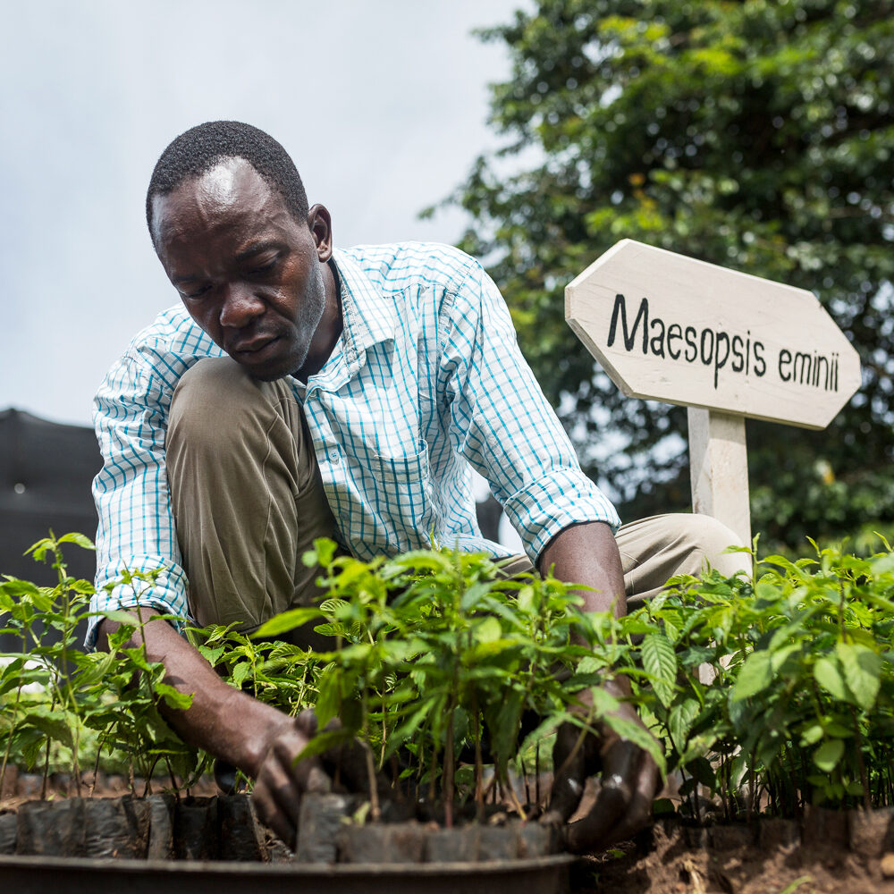Tenywa Thomas tending to the nursery bed. The tree planting scheme is meant to counter the changing climate conditions in Luuka District.